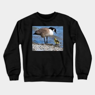 Canada Goose and Its Gosling Along The Shore Crewneck Sweatshirt